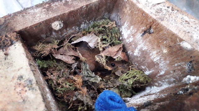 Apodemus mouse hiding in mossy nest, Cheshire